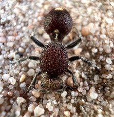 Ephutomorpha ferruginata