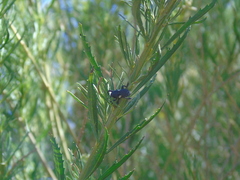 Rhyephenes gayi