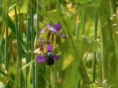 Bombus funebris