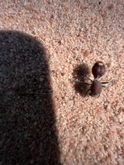 Ephutomorpha ferruginata