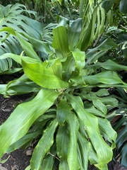 Dracaena fragrans
