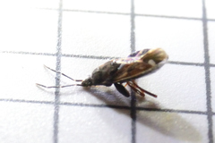 Eremocoris ferus