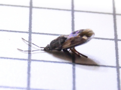Eremocoris ferus