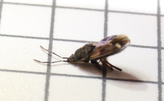 Eremocoris ferus