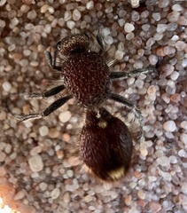 Ephutomorpha ferruginata