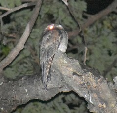 Nyctibius jamaicensis