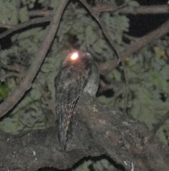 Nyctibius jamaicensis