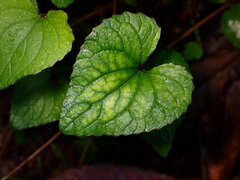 Viola ocellata