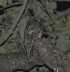Nyctibius jamaicensis