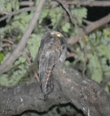 Nyctibius jamaicensis