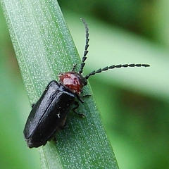 Ditemnus latilobus