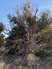 Juniperus monosperma
