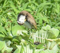 Jacana spinosa