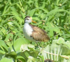 Jacana spinosa