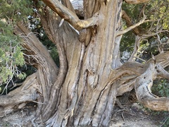 Juniperus monosperma