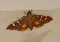 Prophantis