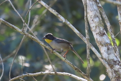 Atlapetes albinucha