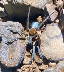 Aglaoctenus yacytata