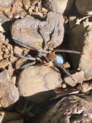 Aglaoctenus yacytata