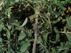 Leptoglossus chilensis