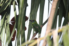 Psilopogon mystacophanos