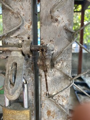 Gynacantha subinterrupta