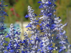 Anthophora paranensis