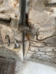 Gynacantha subinterrupta