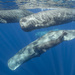 Sperm Whale - Photo (c) Wayne and Pam Osborn, some rights reserved (CC BY-NC), uploaded by Wayne and Pam Osborn