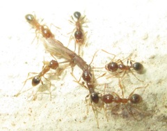 Linopteridius brunneus