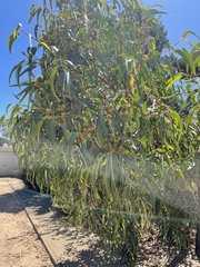 Eucalyptus erythrocorys