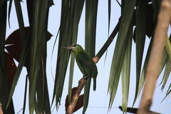 Psilopogon mystacophanos