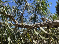 Eucalyptus erythrocorys