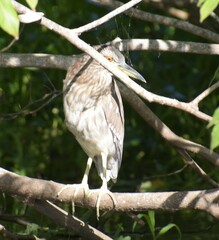 Nycticorax nycticorax