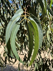 Eucalyptus erythrocorys