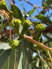 Eucalyptus erythrocorys