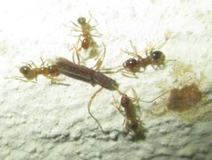 Linopteridius brunneus