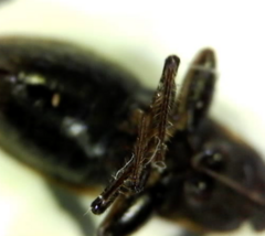 Eremocoris ferus
