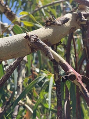 Eucalyptus erythrocorys