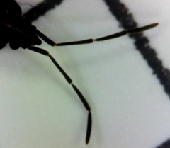 Eremocoris ferus