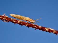 Stenophyella macreta