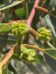 Eucalyptus erythrocorys