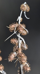 Xanthium spinosum