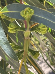 Eucalyptus erythrocorys