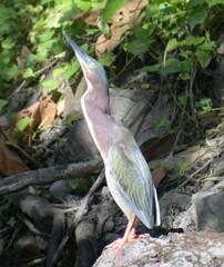 Butorides virescens