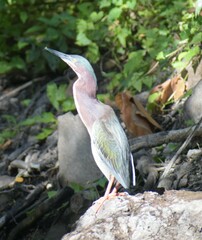 Butorides virescens