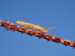 Stenophyella macreta