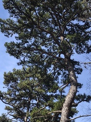 Pinus echinata