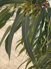 Eucalyptus erythrocorys