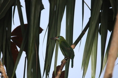 Psilopogon mystacophanos